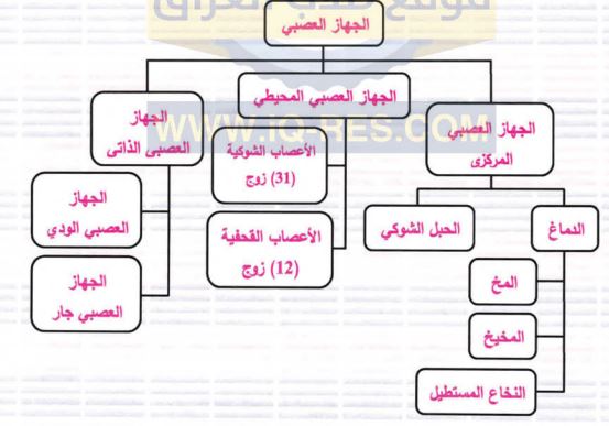 مخطط الجهاز العصبي في الجسم